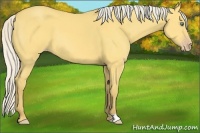 Horse Color:Silver Amber Cream Champagne Dun 