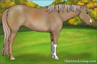 Horse Color:Palomino
