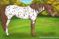 Horse Color:Chestnut Appaloosa 