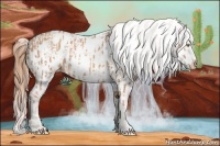 Horse Color:Gold Champagne Appaloosa  and Gold Champagne Splash Appaloosa 