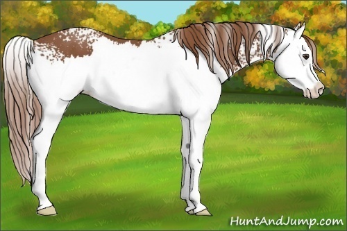 Horse Color:White Spotted Chestnut Splash