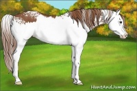 Horse Color:White Spotted Chestnut Splash