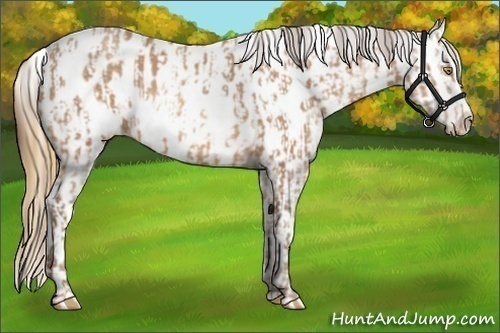 Horse Color:Sable Champagne Near Leopard  and Sable Cream Champagne Near Leopard 
