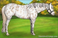 Horse Color:Amber Champagne Appaloosa and Amber Cream Champagne Appaloosa