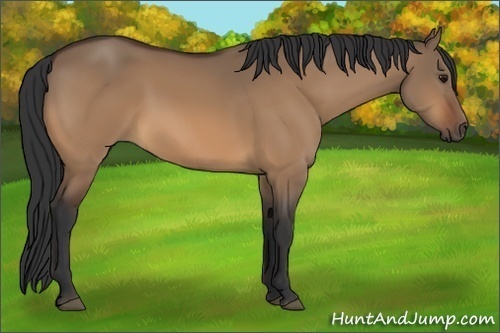 Horse Color:Bay Dun 
