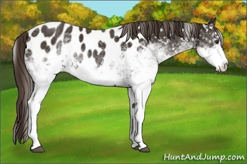 Horse Color:White Spotted Liver Chestnut Blanket