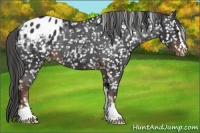 Horse Color:Liver Chestnut Sabino Snowflake Varnish Rabicano 
