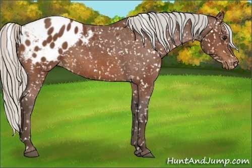 Horse Color:Silver Bay Appaloosa 