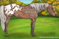 Horse Color:Silver Bay Appaloosa 