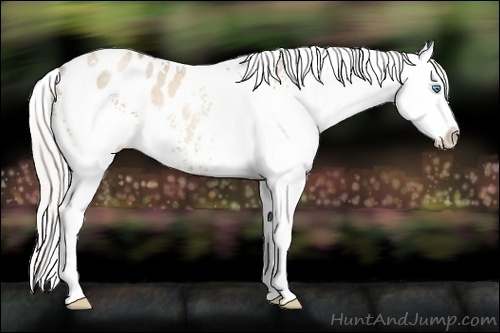 Horse Color:White Spotted Silver Buckskin Pearl Appaloosa