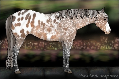 Horse Color:Buckskin Roan Appaloosa Rabicano