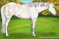 Horse Color:Silver Buckskin Pearl Appaloosa