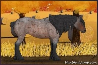 Horse Color:Brown Roan