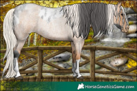 Horse Color:Blue Roan Splash Tobiano Blanket  and Silver Blue Roan Pearl 