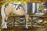 Horse Color:Blue Roan Splash Tobiano Appaloosa  and Silver Blue Roan Pearl 