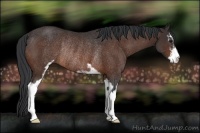 Horse Color:Bay Sabino Rabicano