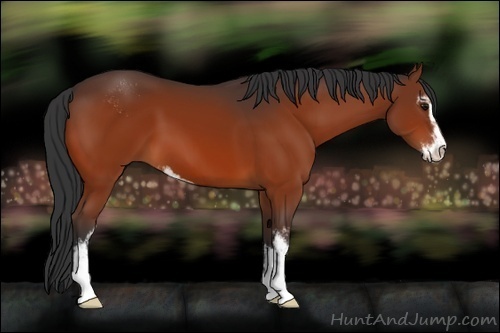 Horse Color:Bay Sabino 