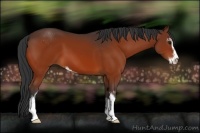 Horse Color:Bay Sabino 