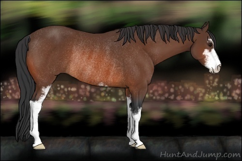 Horse Color:Bay Sabino Rabicano