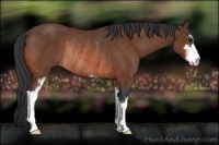 Horse Color:Bay Sabino Rabicano