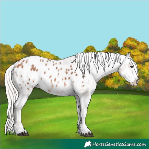 Horse Color:Silver Bay Ice Sabino Appaloosa 