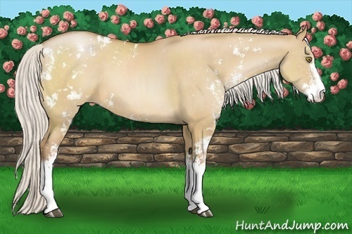 Horse Color:Silver Bay Pearl Dun Sabino