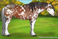 Horse Color:Bay Sabino 