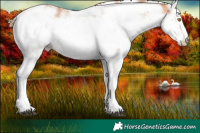 Horse Color:Bay Pearl Sabino 