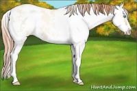 Horse Color:Buckskin Pearl Dun Sabino 
