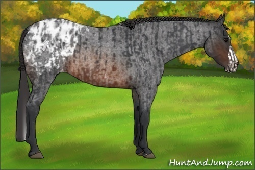 Horse Color:Brown Roan Varnish Rabicano and Brown Roan Splash Varnish Rabicano