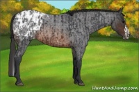 Horse Color:Brown Roan Appaloosa Rabicano and Brown Roan Splash Appaloosa Rabicano