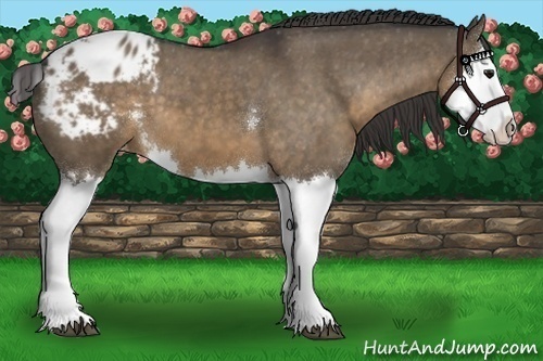 Horse Color:White Spotted Brown Dun Splash Varnish