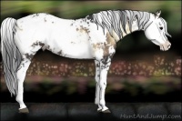 Horse Color:Brown Onyx Sabino Rabicano 