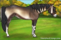 Horse Color:Bay Onyx Sabino