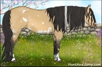 Horse Color:White Spotted Buckskin Dun Sabino 