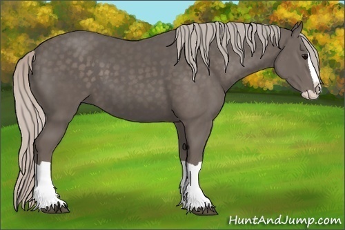 Horse Color:Silver Black Splash 