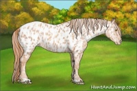 Horse Color:Gold Champagne Appaloosa and Gold Champagne Appaloosa