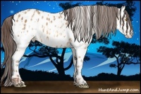 Horse Color:Amber Champagne Near Leopard  and White Spotted Amber Champagne Near Leopard 