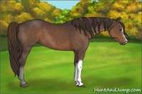 Horse Color:Liver Chestnut 