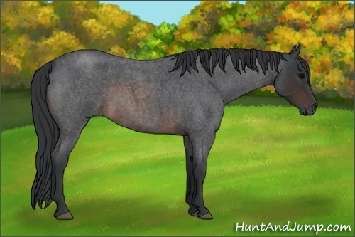 Horse Color:Brown Roan 