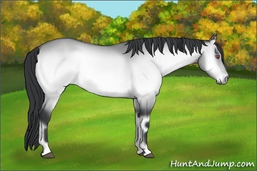 Horse Color:Brown Chinchilla Onyx 