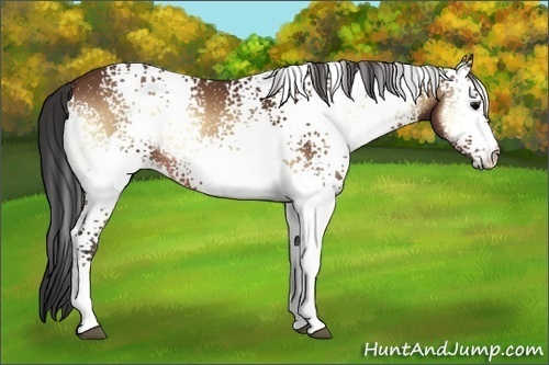 Horse Color:White Spotted Bay Onyx