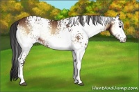 Horse Color:White Spotted Bay Onyx