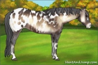 Horse Color:Bay Onyx Appaloosa 
