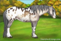 Horse Color:Brown Onyx Appaloosa