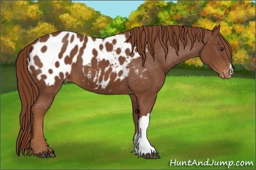 Horse Color:Chestnut Appaloosa