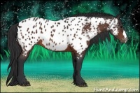 Horse Color:Brown Near Leopard 