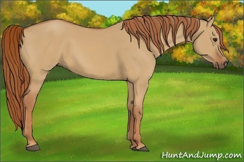 Horse Color:Red Dun