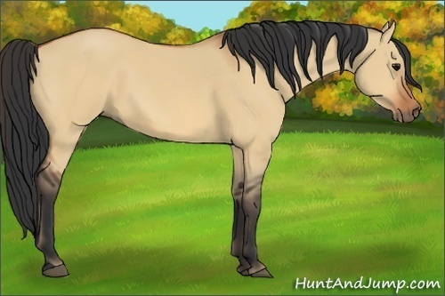 Horse Color:Bay Dun 