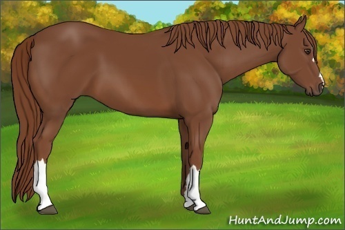 Horse Color:Chestnut 